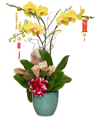 Beautiful Orchids Pots 01