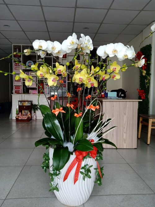 Beautiful Orchids Pots 02
