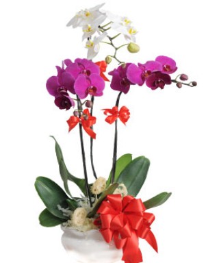 Beautiful Orchids Pots 03