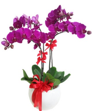 Beautiful Orchids Pots 04