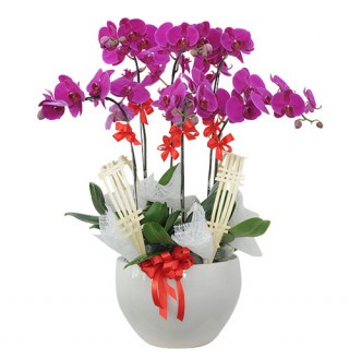 Beautiful Orchids Pots 05