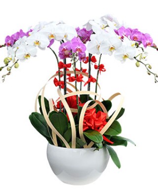 Beautiful Orchids Pots 06