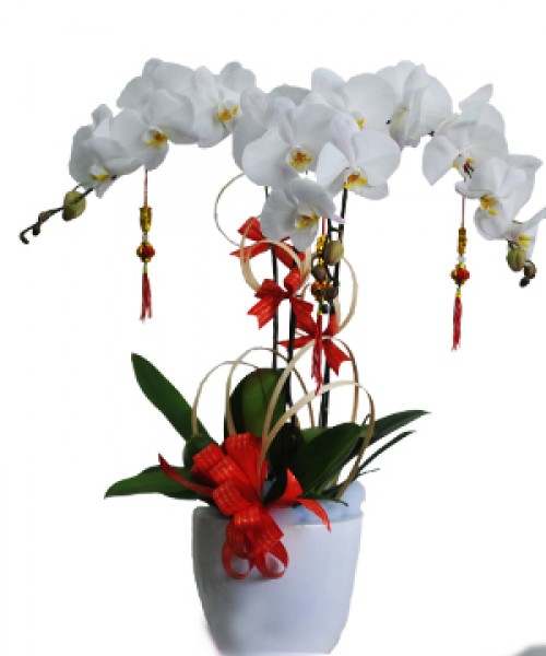 Beautiful Orchids Pots 08