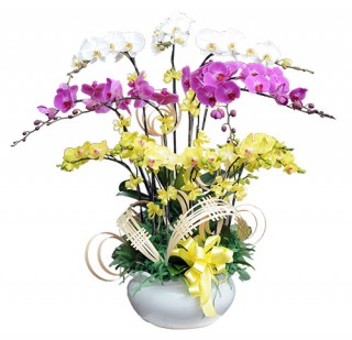 Beautiful Orchids Pots 09