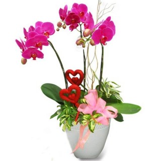 Beautiful Orchids Pots 10