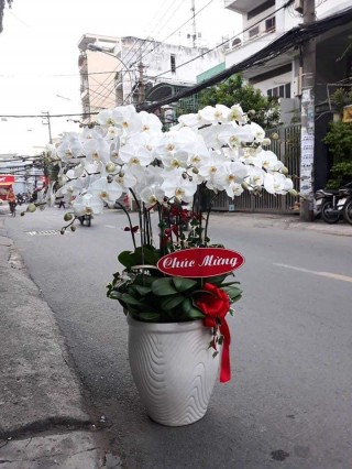 Beautiful Orchids Pots 11