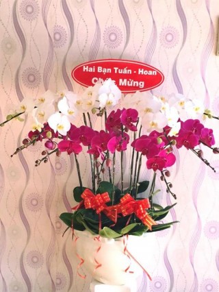 Beautiful Orchids Pots 12