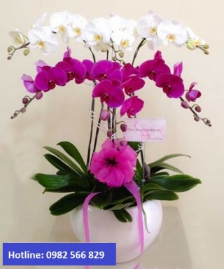 Beautiful Orchids Pots 13