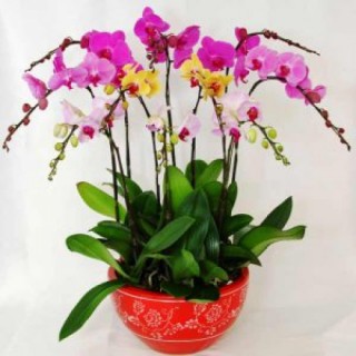 Beautiful Orchids Pots 14