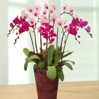 Beautiful Orchids Pots 15