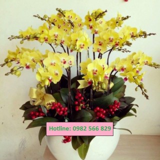 Beautiful Orchids Pots 16
