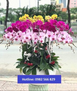 Beautiful Orchids Pots 17