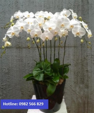 Beautiful Orchids Pots 18