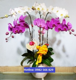Beautiful Orchids Pots 19