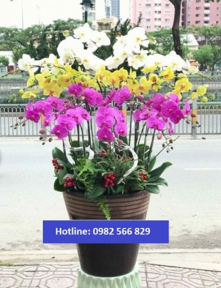 Beautiful Orchids Pots 20
