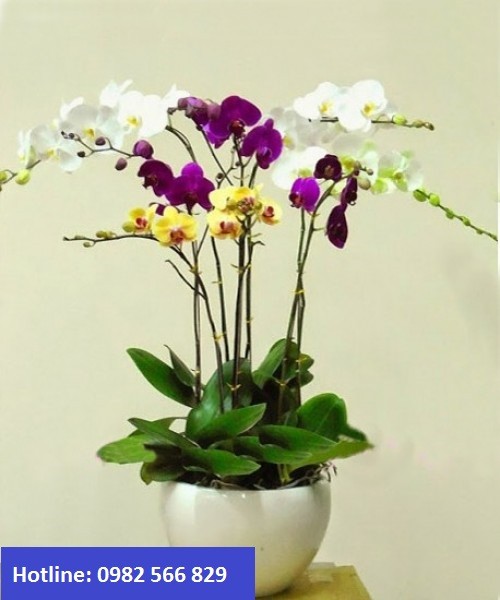 Beautiful Orchids Pots 22