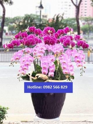 Beautiful Orchids Pots 23