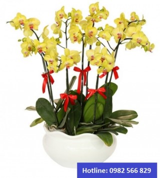Beautiful Orchids Pots 25