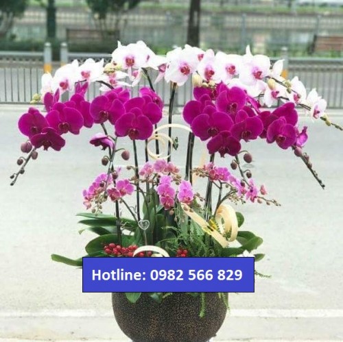 Beautiful Orchids Pots 26