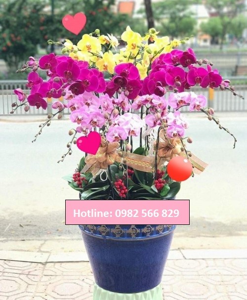 Beautiful Orchids Pots 27