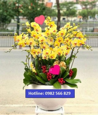 Beautiful Orchids Pots 28
