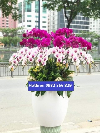 Beautiful Orchids Pots 29