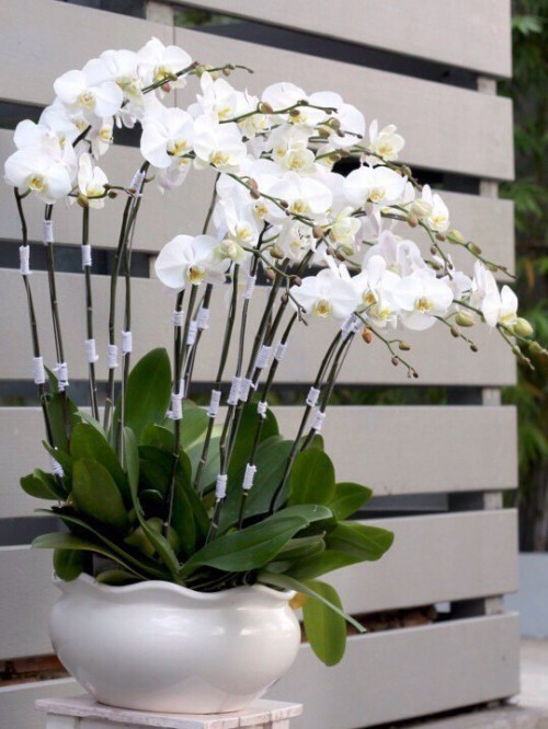 Beautiful Orchids Pots 30