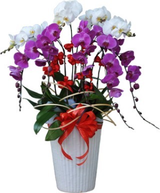 Beautiful Orchids Pots 33