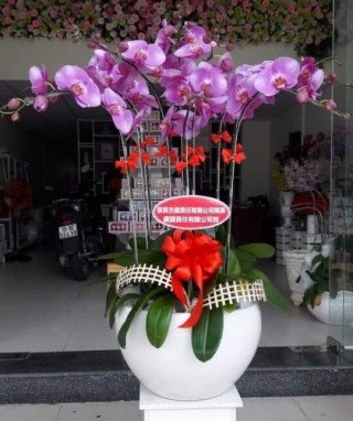 Beautiful Orchid Pots 36