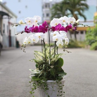 Beautiful Orchid Pots 37
