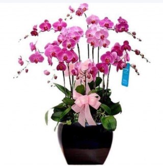 Beautiful Orchid Pots 40