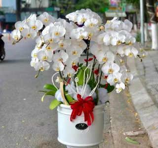Beautiful Orchid Pots 41