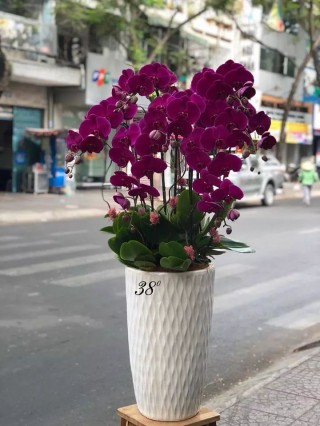 Beautiful Orchid Pots 42