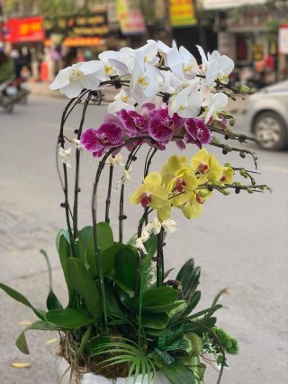 Beautiful Orchid Pots 43