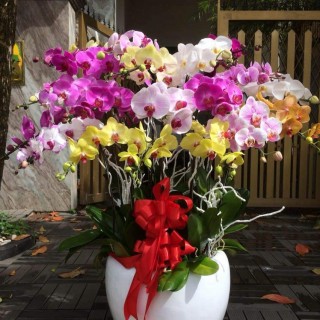 Beautiful Orchid Pots 44
