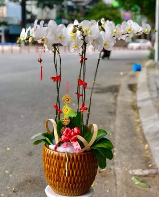 Beautiful Orchid Pots 45