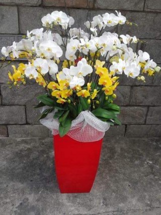 Beautiful Orchid Pots 46
