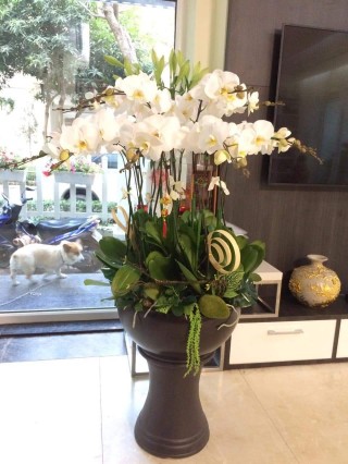 Beautiful Orchid Pots 50