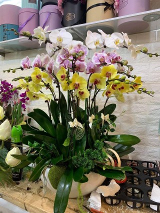 Beautiful Orchid Pots 51