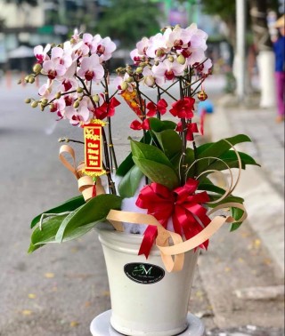 Beautiful Orchid Pots 52