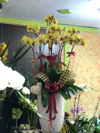 Beautiful Orchid Pots 53