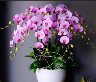 Beautiful Orchid Pots 54