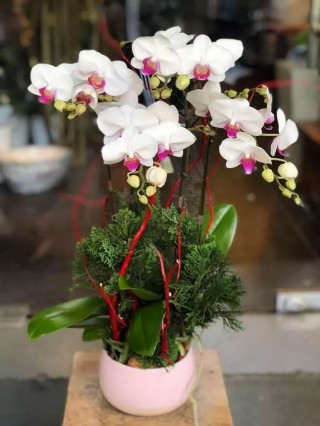 Beautiful Orchid Pots 56