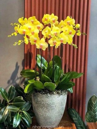 Beautiful Orchid Pots 58