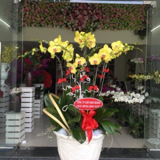 Beautiful Orchids Pots 61