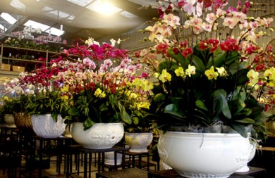 Orchids Pots Beautiful Tet in Hai Phong