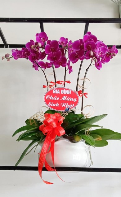 Orchid Shop in Hai Phong