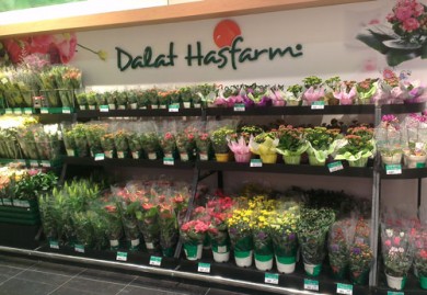 Dalat Hasfarm Flower Hai Phong