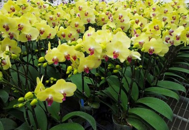 Cheap Orchid Binh Duong