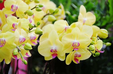 Binh Duong Orchid